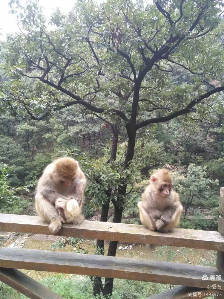山西晋城莽河国家自然保护区猴山